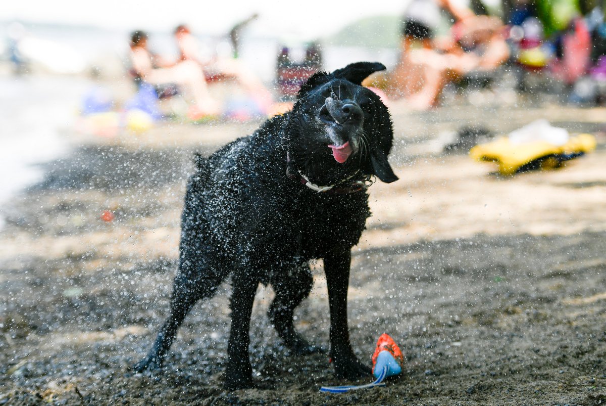 Magic, a Black Lab, sprays water as she shakes herself dry after retrieving a throw toy in the Ottawa River in Ottawa, as a heat warning is in effect for the region.