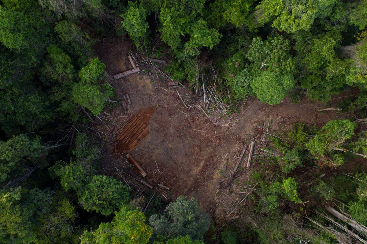 In this Nov. 22, 2019 photo, cut logs lie in an area opened by illegal loggers inside the Renascer Reserve in the Amazon rainforest in Prainha, Para state, Brazil. This area is known to have trees with high economic value such as ipe, jatoba and massaranduba. One of the biggest seizures of illegal timber in the Brazilian Amazon forest happened in this reserve in 2010. Those who live in the area complain that illegal logging is still happening. (AP Photo/Leo Correa).