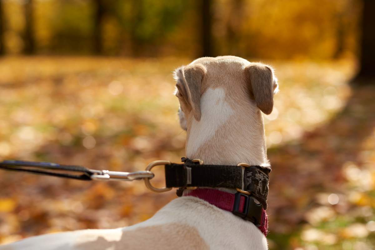 RCMP have received several complaints of dogs being taken from rural properties in the RMs of Swift Current and Lac Pelletier.