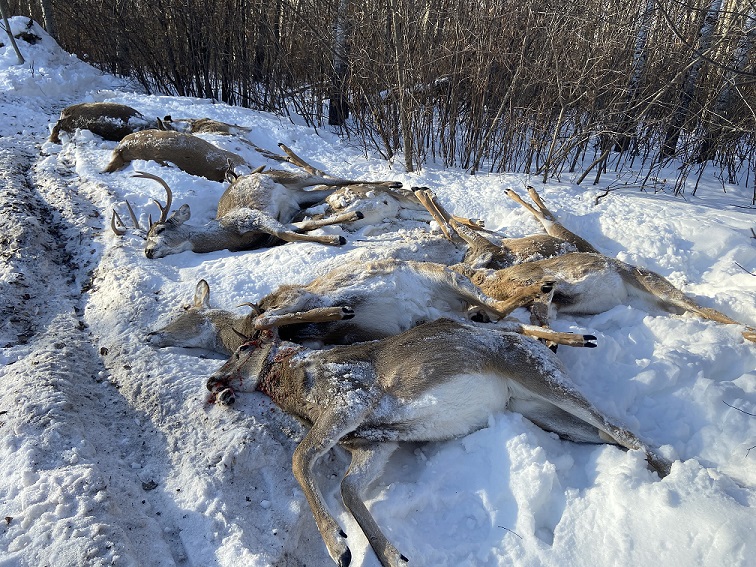 Conservation officers said they located 10 dead white-tail deer on a rural property near Star City, Sask., on Jan. 7, 2021.