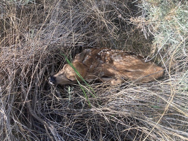 A photo of a fawn seen near a sidewalk in Royal View Drive in Kelowna. The B.C. Conservation Officer Service said, unfortunately, people were picking up the fawn and placing water out for it, including using an eye dropper and placing water on its lips. The COS said the fawn is now in a safe place for its mother’s return.