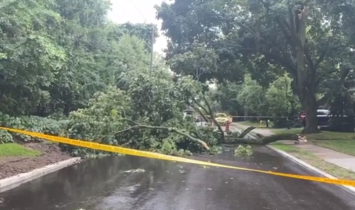 Woman in 60s struck by falling tree branch in Toronto, officials say