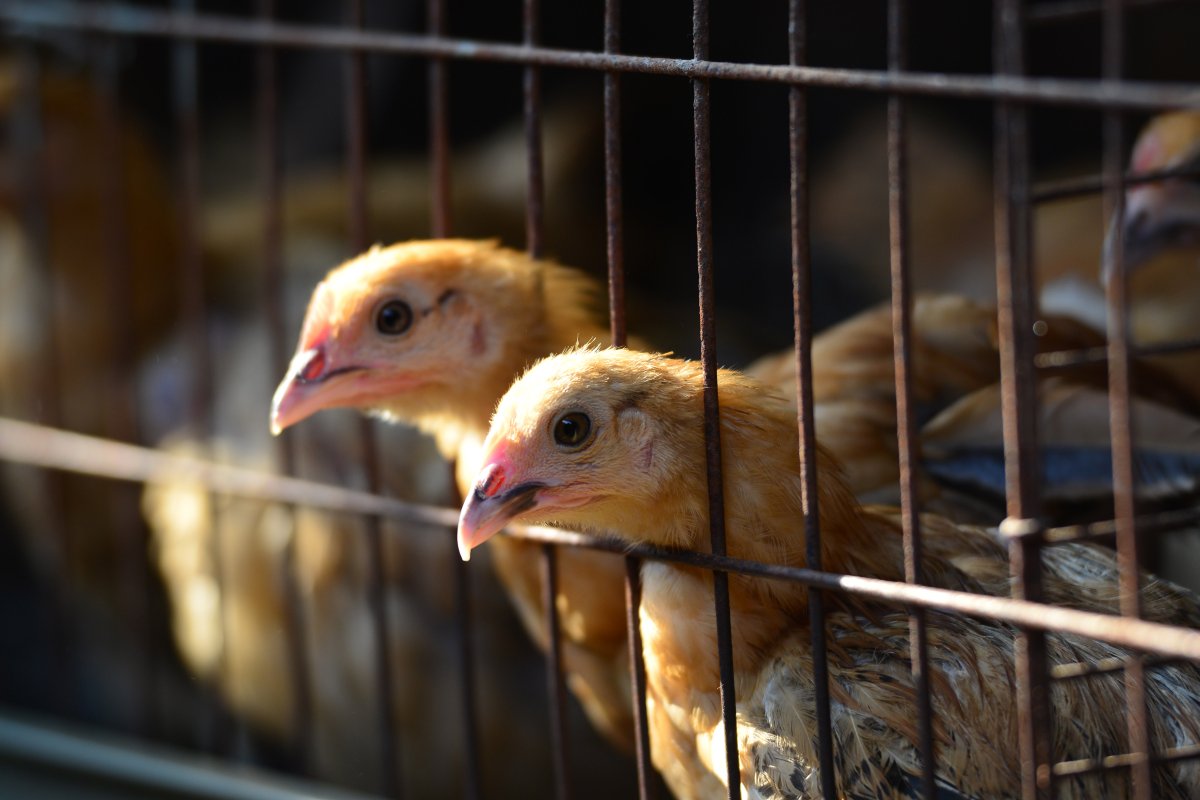 FILE PHOTO. Chickens are seen in a chicken farm in Linquan county in central China's Anhui province Wednesday, June 02, 2021.  bird flu, but the risk of large-scale spread is low, the National Health Commission said on its website. (Photo credit should read .
