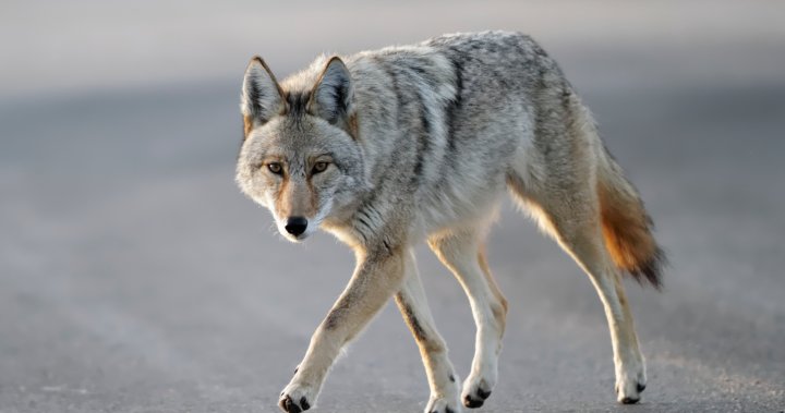 Urban coyotes becoming audacious in Edmonton, how to deter them