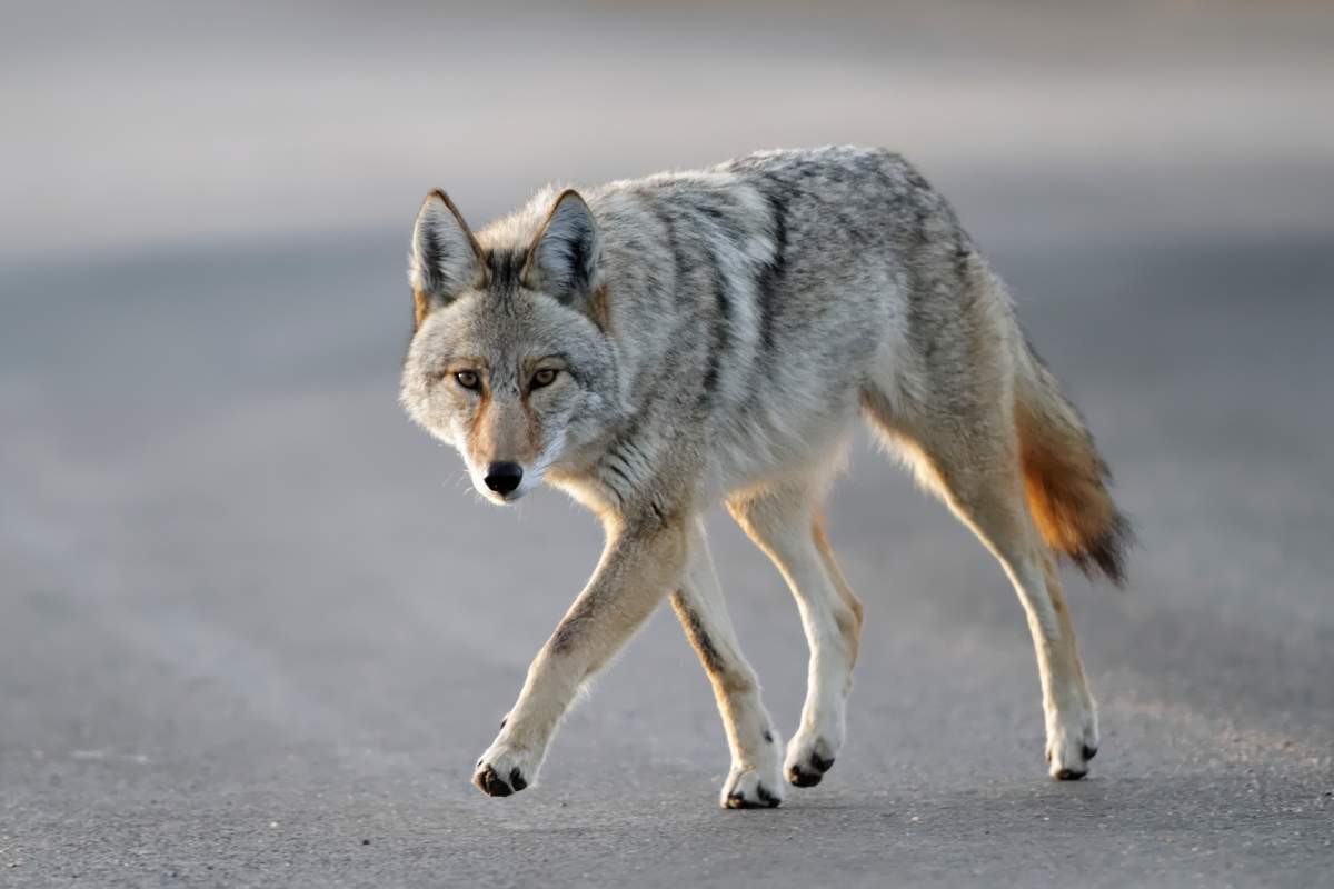 An aggressive coyote has bitten yet another person in Stanley Park.