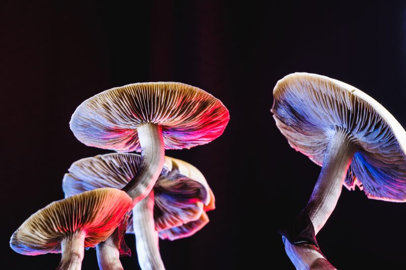 thoughts attacking your mind magic mushrooms