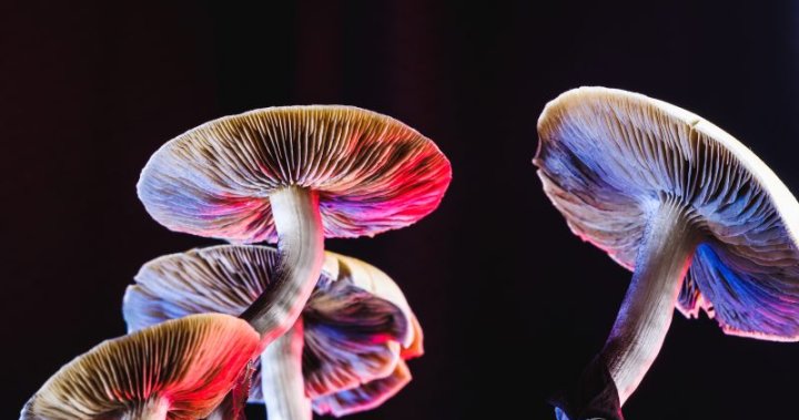 Psychedelics such as magic mushrooms are having a moment. Can science keep up?