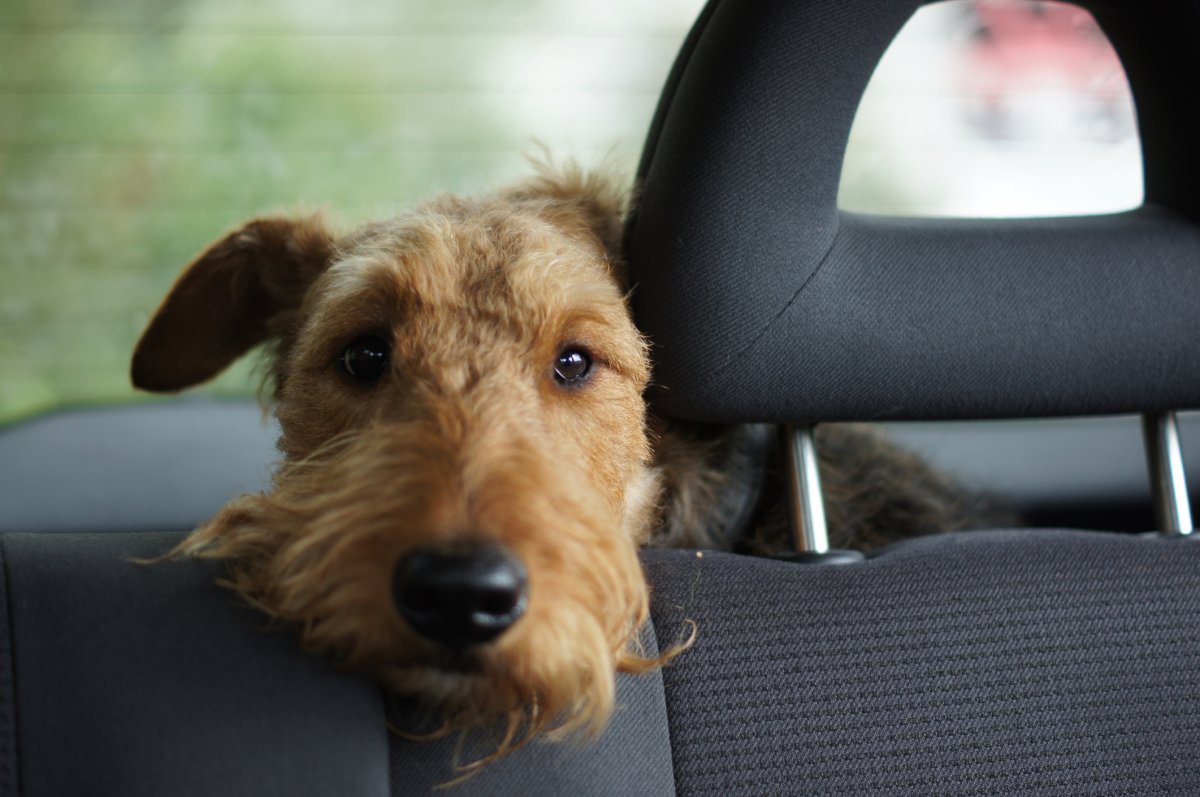 Winnipeg animal services warns not to leave your pets in hot vehicles -  Winnipeg 