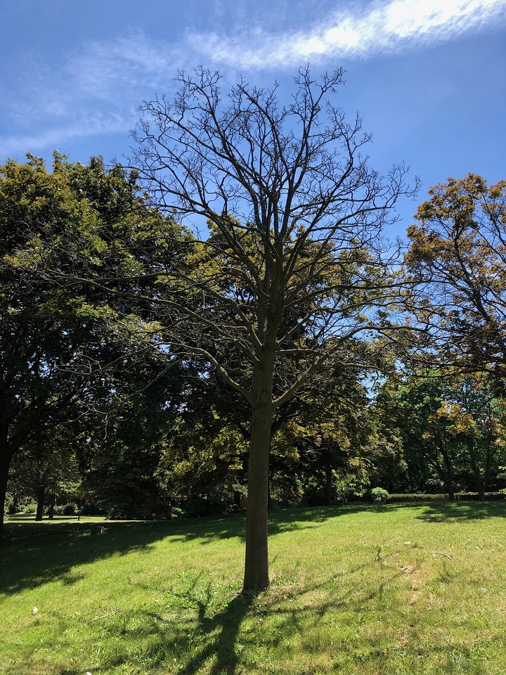 A tree in Scarborough is one of many to experience defoliation as a result of gypsy moth caterpillars.