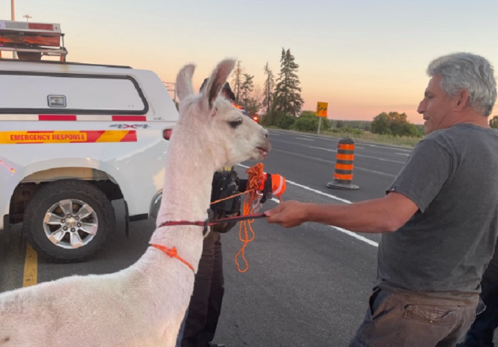 A man holds on to a llama found on the southbound lanes of Highway 400 Wednesday evening.