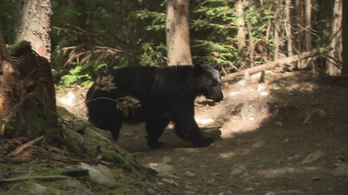 High number of black bear encounters in Manitoba this season, say officials - image