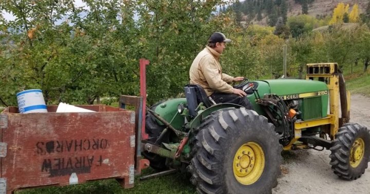 B.C. cherry farmers concerned about crop damage amid rain; helicopters on stand-by