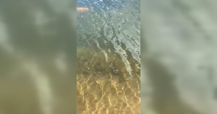 Video of invasive koi fish released in Saskatchewan making ripples | Globalnews.ca