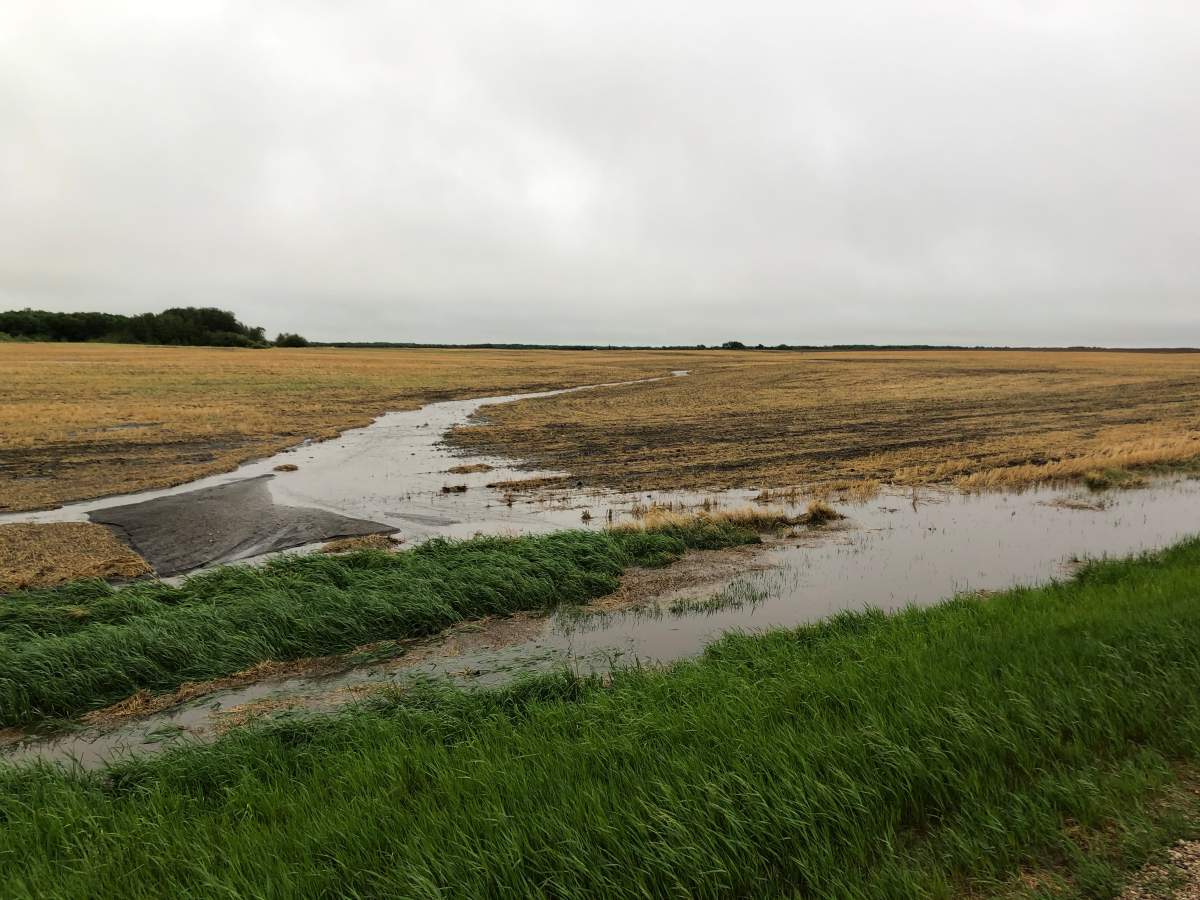 A field north of Brandon was doused with inches of rain overnight. 