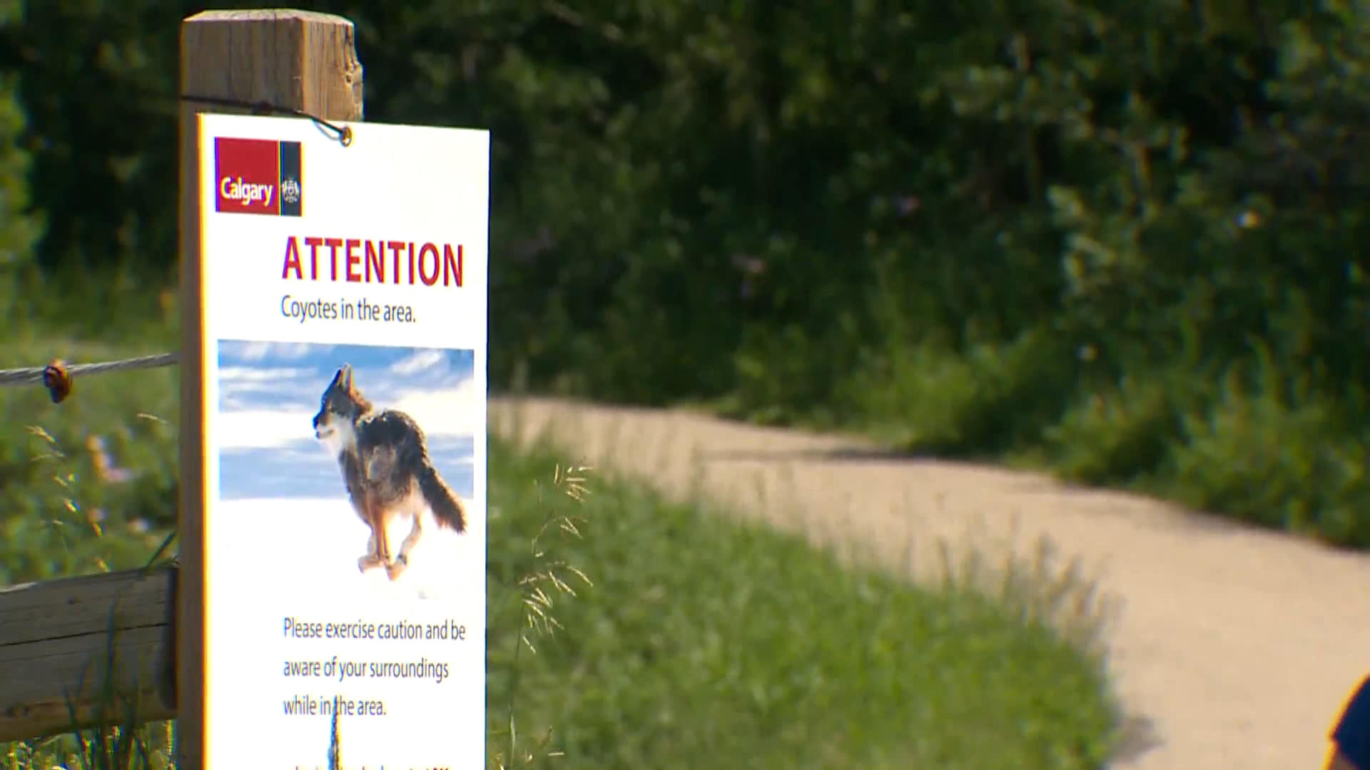 2nd Coyote In Calgary To Be Killed After 3 People Bitten On Weekend ...