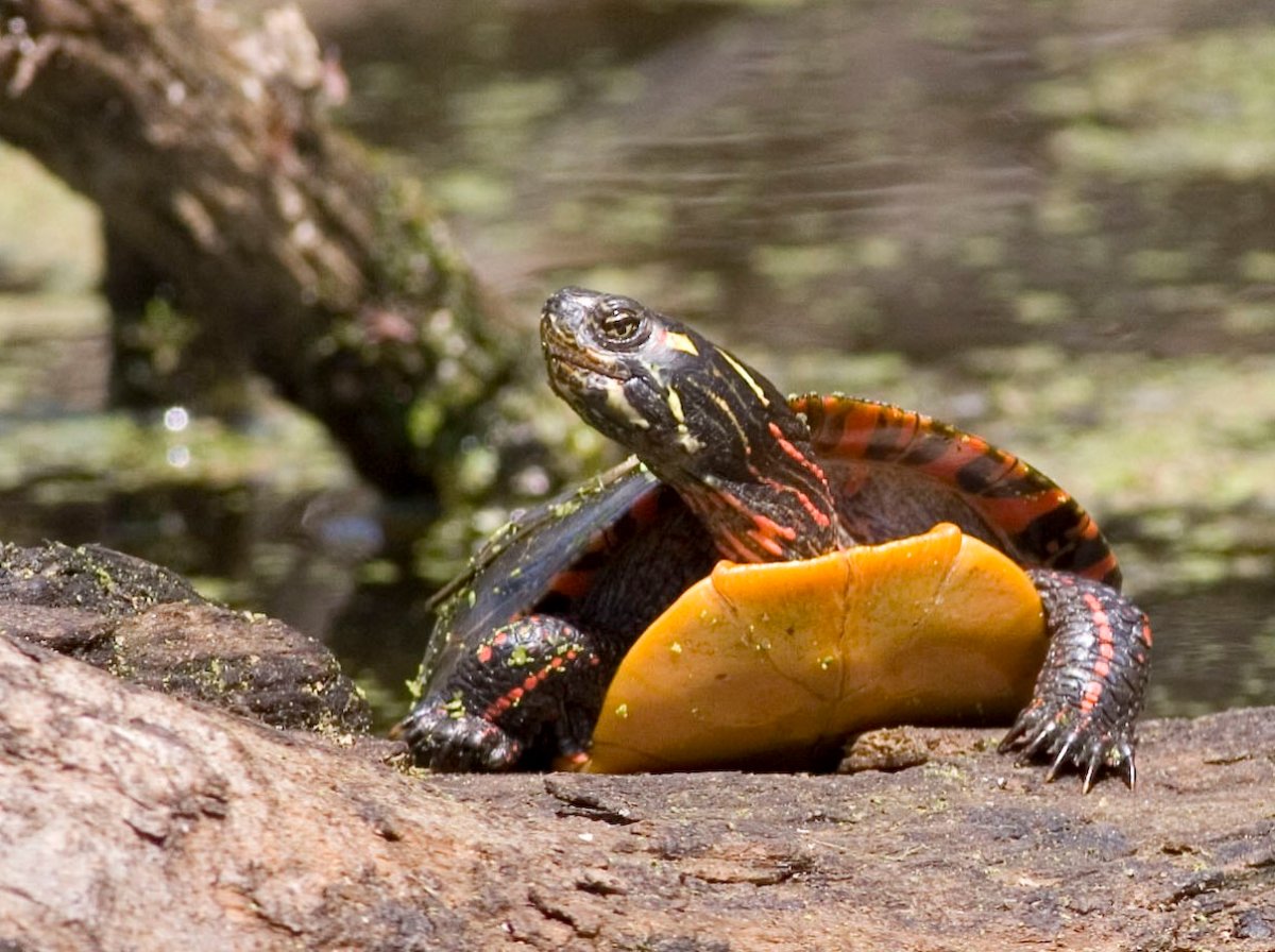 A midland painted turtle. 