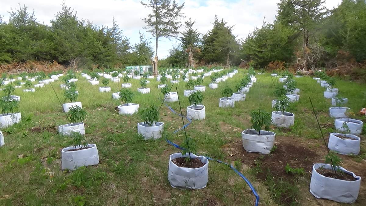 OPP say they confiscated thousands of cannabis plant worth $2 million at a Stirling-Rawdon grow-op. Two people from Toronto were arrested.