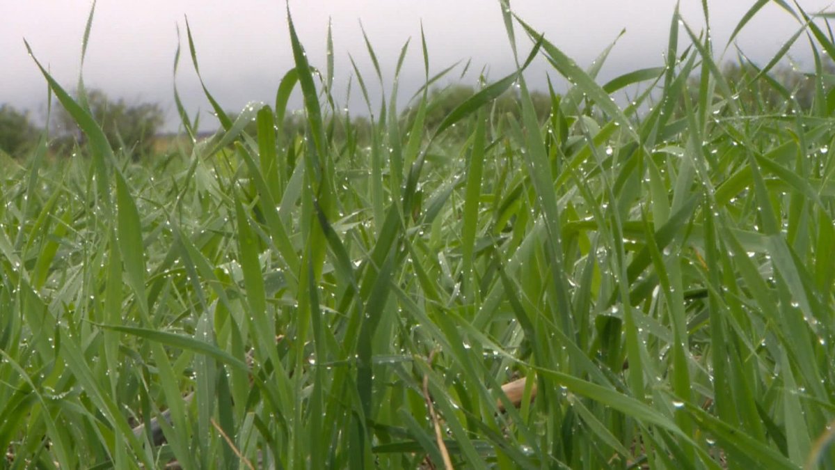 Saskatchewan Agriculture said heavy localized rainfall in the past week resulted in flooding in some regions of the province.