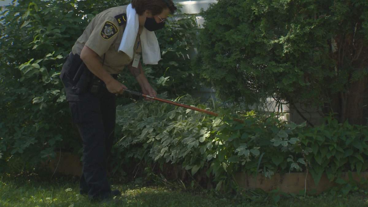 A Winnipeg Animal Services worker searches for an 8-foot-long snake near Ebby Avenue Sunday.