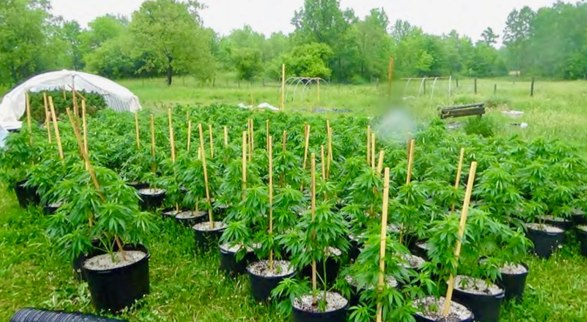 Central Hastings OPP say they seized 2,000 cannabis plants from an illegal grow-op in Stirling-Rawdon, Ont. The plants are estimated to be worth more than a million dollars.