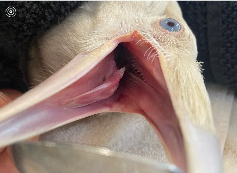 The raven is fed via a tube multiple times a day.