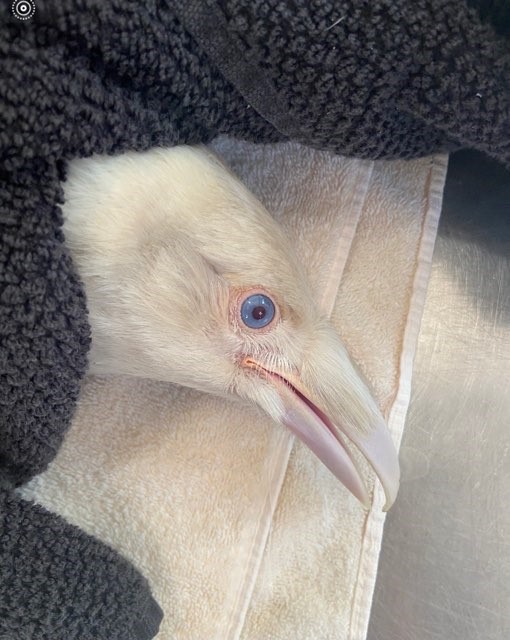 Extremely rare white raven in intensive care at B.C. wildlife centre | Globalnews.ca