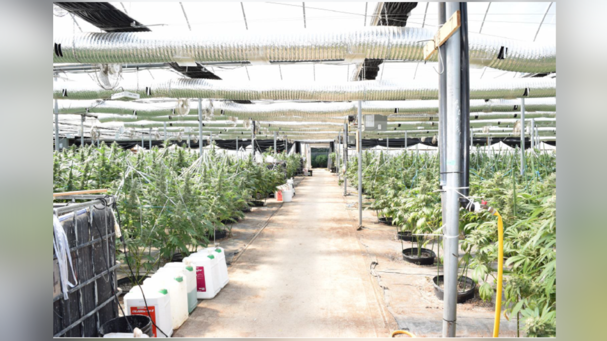 Close to $5 million in cannabis was seized from a non-licenced grow-op in Wainfleet, Ont. on June 17, 2021.