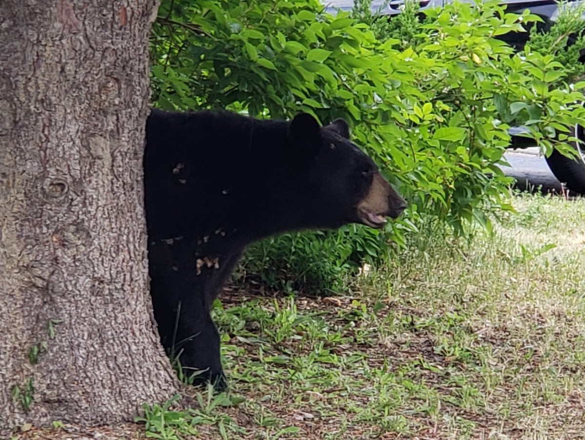 Ottawa police tweeted a photo of a black bear that had settled into a Barrhaven resident's backyard. The bear was eventually tranquilized and relocated.