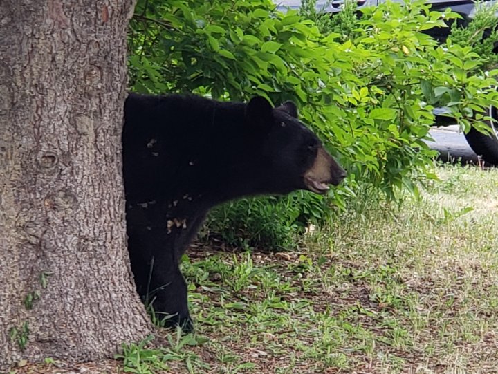 Ottawa bear tranquilized and relocated, police say - Ottawa | Globalnews.ca