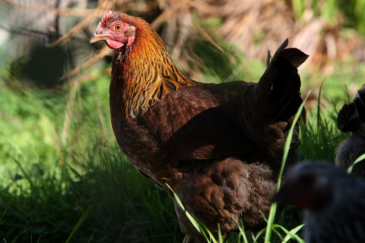 The city says it will have an education package available for backyard chicken farmers.
