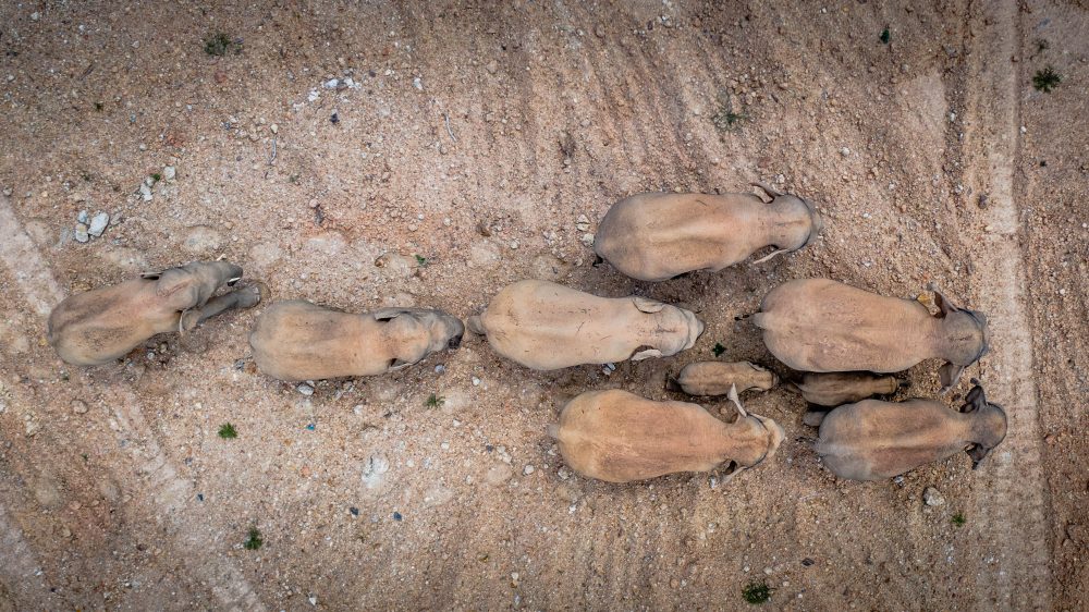 This aerial photo taken on May 28, 2021 shows a herd of wild Asian elephants in Eshan County, Yuxi City, southwest China’s Yunnan Province.