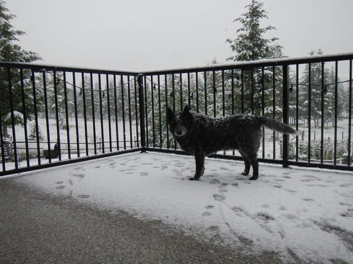 A surprise snowfall in early June even caught Hilda Reimer's dog off-guard at Anarchist Mountain near Osoyoos, B.C., on Monday, June 7, 2021. 