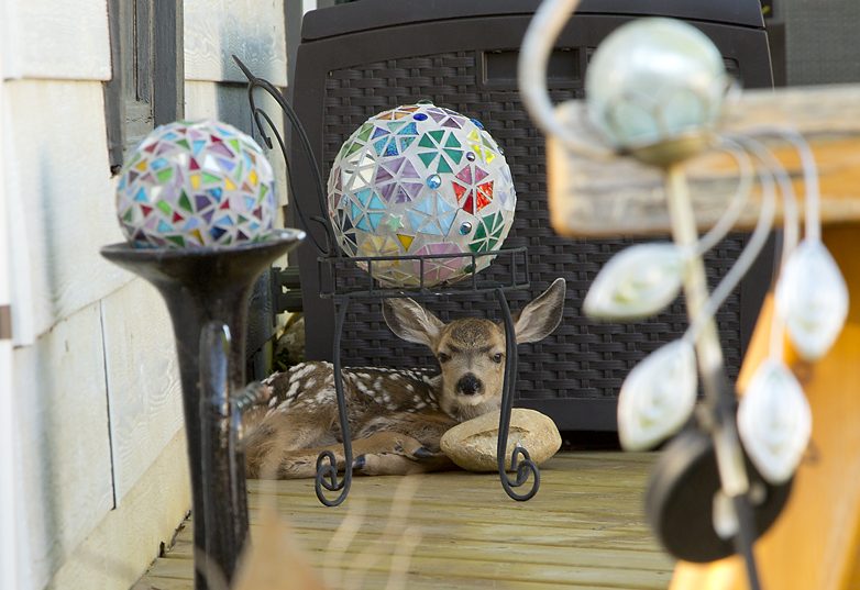 A fawn taking a nap on the Sawyers back deck.