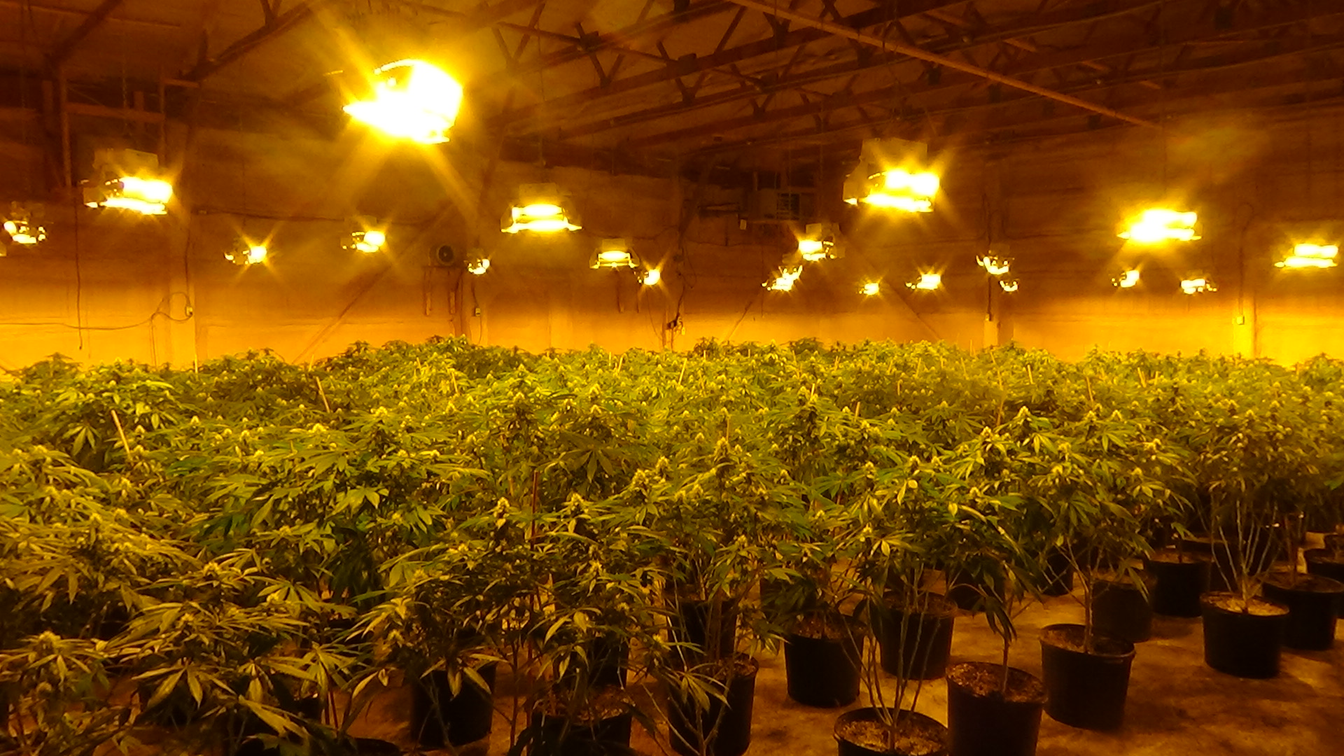 Multi Million Dollar Cannabis Grow Op Busted By Opp In Quinte West Ont Kingston Globalnews Ca