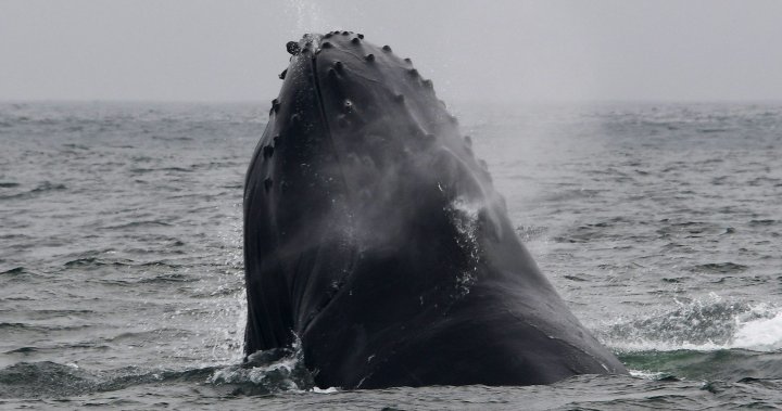 La ballena jorobada se traga al buzo y luego lo expulsa vivo – National