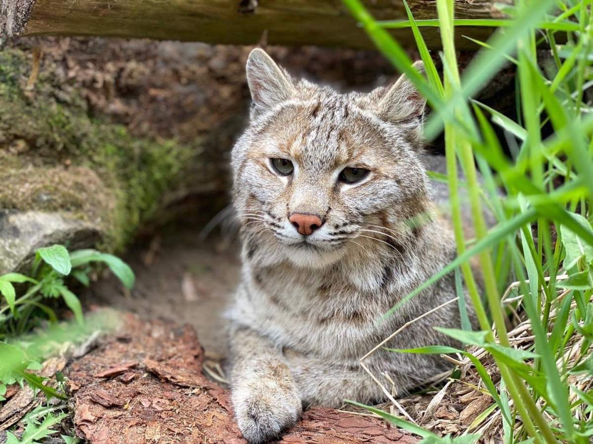 Brett Cody, the four-year-old bobcat, has returned to the North Grenville, Ont., zoo that he went missing from in early June.