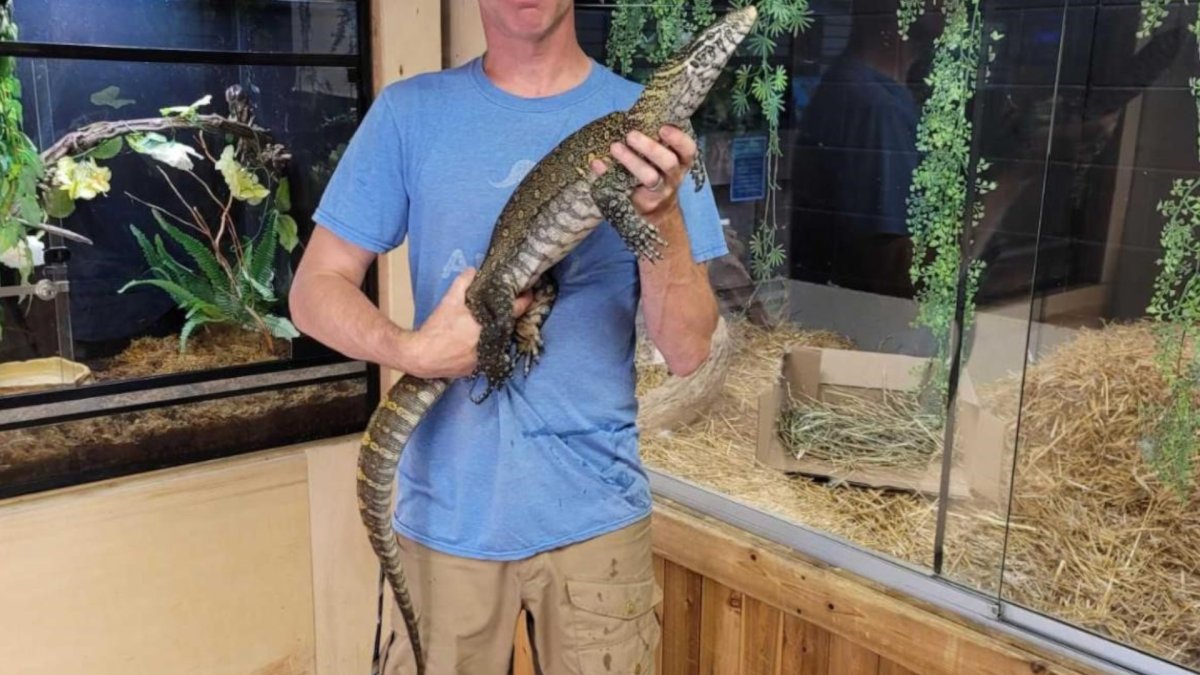 A monitor lizard held by a keeper at Little Ray’s Nature Centre. The reptile is similar in size to one that escaped that facility on June 21, 2021.