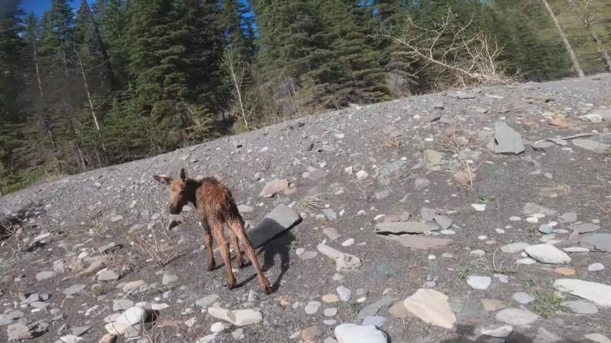 Mindy the moose after being rescued.