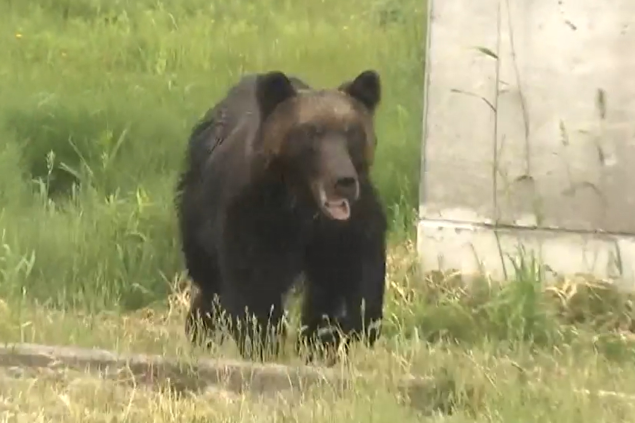 Rampaging Bear Shot Dead After Injuring 4, Disrupting Flights In Japan ...