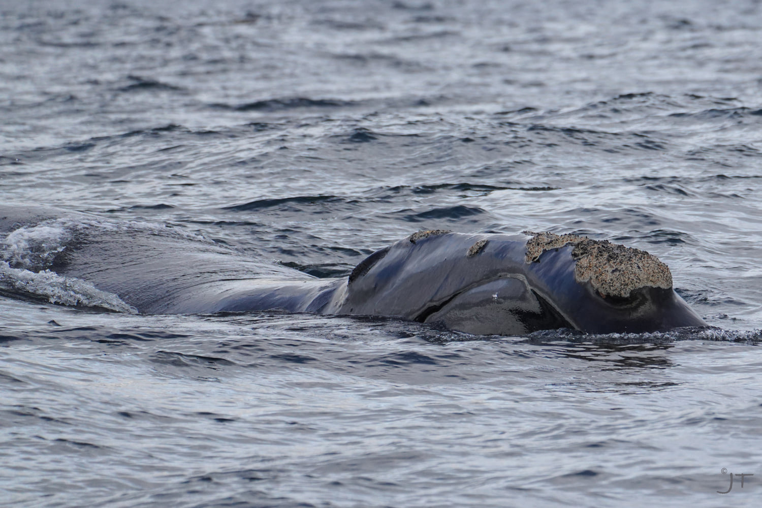 Critically-endangered North Pacific Right Whale Spotted In B.C. Waters ...