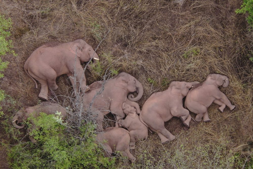 Several elephants are shown sleeping together in Yunnan province, China, in this June 2021 photo.