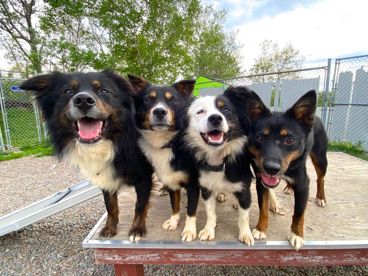 In their latest update, the Nova Scotia SPCA says 33 of the 77 dogs who were surrendered from a property in Cape Breton have now found new homes. 