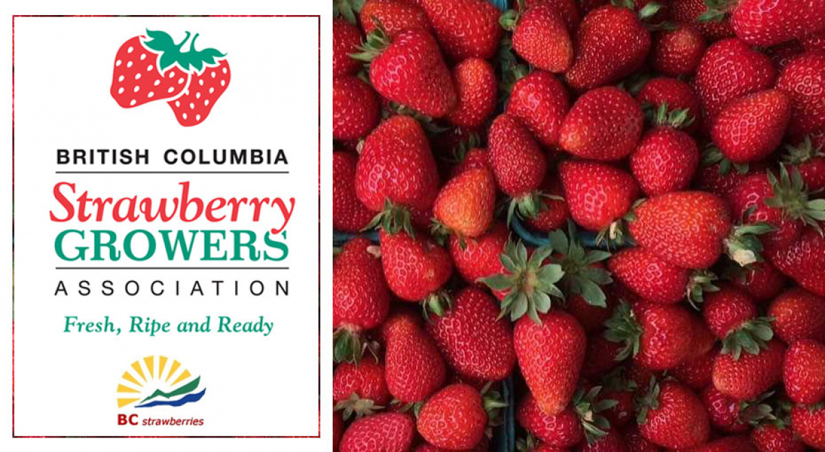 Buy and U-Pick BC Strawberries - image