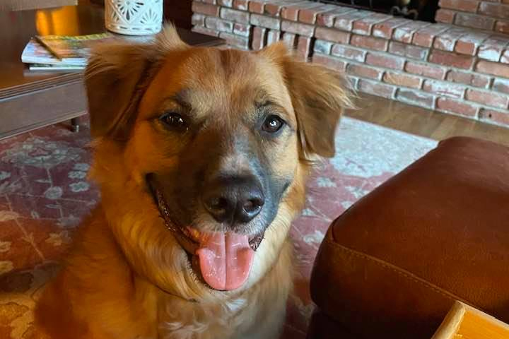 Tilly, a male border collie/red heeler mix, is shown in this photo posted on Facebook.