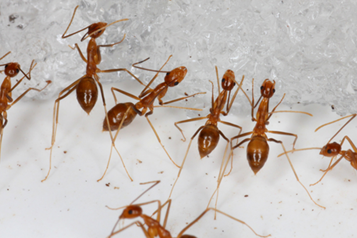 Yellow crazy ants eat a piece of bait on Johnston Atoll in this handout photo.