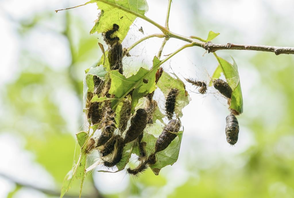 A group of spongy moth caterpillars are seen eating tree leaves on Montreal's Mount Royal on Wednesday, July 7, 2021.