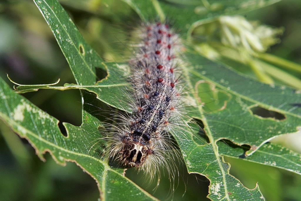 FILE - In this July 19, 2007 file photo, a Lymantria dispar moth caterpillar crawls along partially eaten leaves of a tree in Trenton, N.J. In July 2021, .