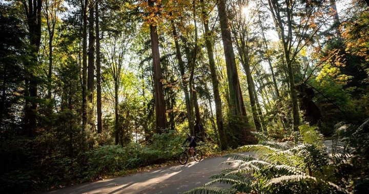25% of Stanley Park trees to be removed or ‘managed’ due to infestation