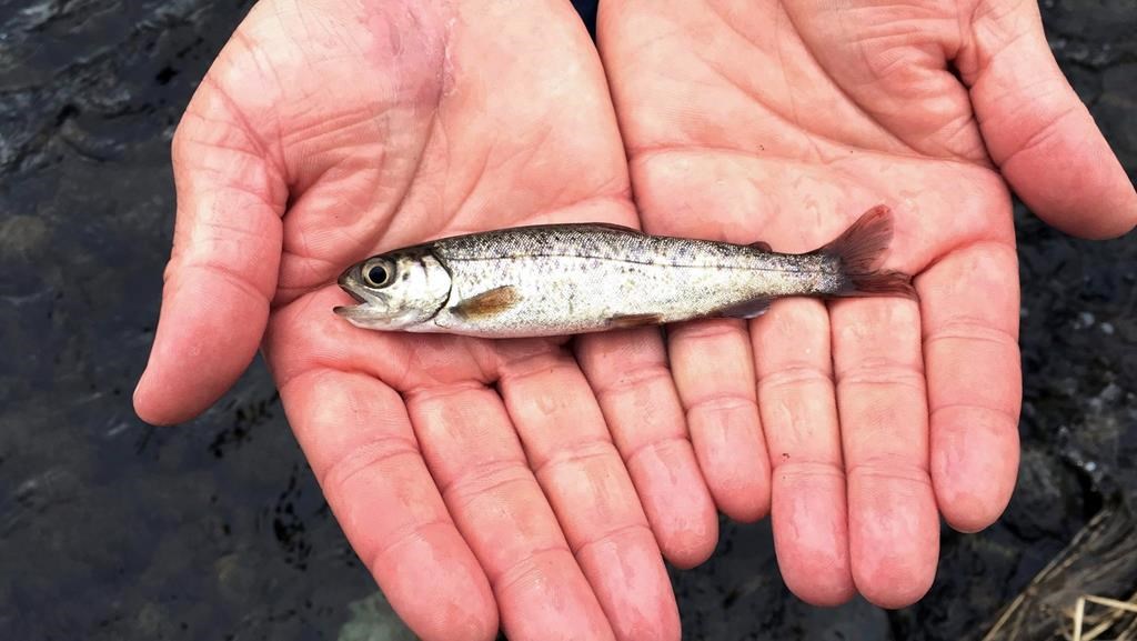 A juvenile coho salmon is held by a fish biologist at the Lostine River in northeastern Oregon on March 9, 2017. A sweltering heat wave in much of Western Canada in the last week of June had cascading effects on sea life, experts say. THE CANADIAN PRESS/AP, Gillian Flaccus.