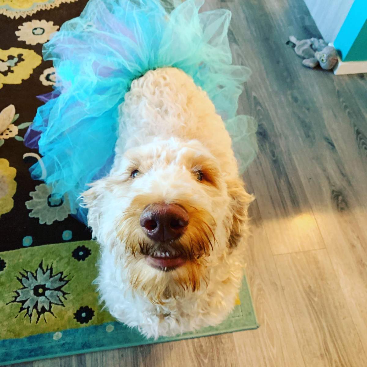 Bella, courtesy Dana Burrows